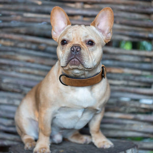 Leather Dog Soft Padded Collar