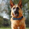 Leather Dog Soft Padded Collar