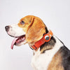 Waterproof Anti-Lost Dog Collar