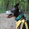 Waterproof Anti-Lost Dog Collar