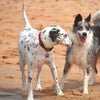 Personalized Dog Tags