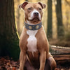 Detachable Dog Collar
