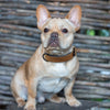 Leather Dog Soft Padded Collar