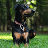 Dog Leash for Dogs Puppy Pet Harness