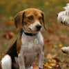 Personalized Dog Tags