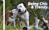 Adjustable Pet Tactical Dog Collar