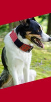 Adjustable Pet Tactical Dog Collar