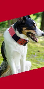 Adjustable Pet Tactical Dog Collar