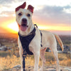 Comfortable Soft Padded Dog Harness