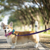 1.5M/2M/5M/3M/15M Medium Latex Silk Easy and Convenient  Dog Leash