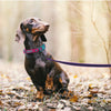 1.5M/2M/5M/3M/15M Medium Latex Silk Easy and Convenient  Dog Leash