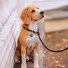 Personalized Dog Tags