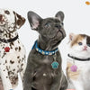 Personalized Dog Tags