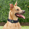 Waterproof Anti-Lost Dog Collar
